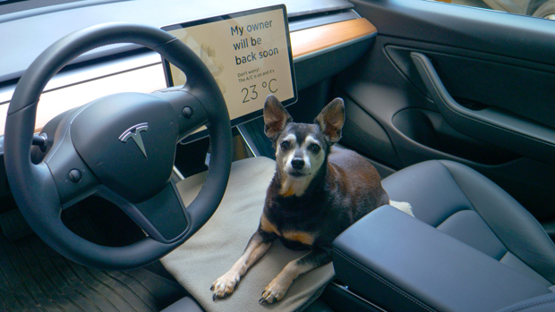 Small dog inside Tesla Model Y with the screen showing that there is heat protection services active.